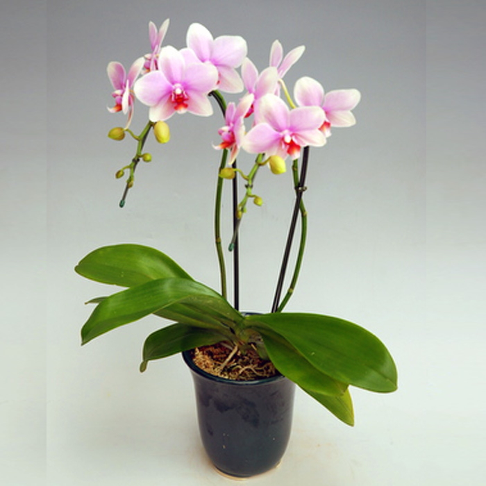 胡蝶蘭 中大輪 オボロヅキ 2本立ち ダブルラッピング仕立て