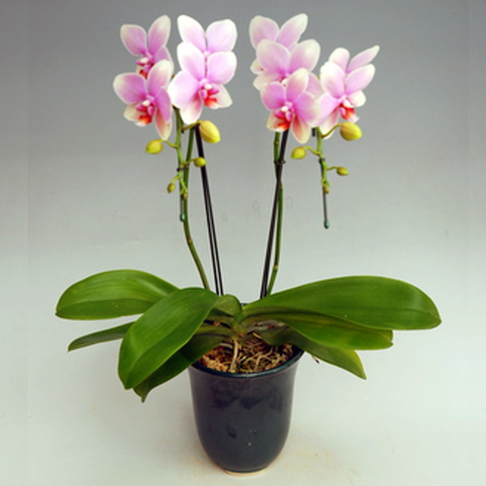 胡蝶蘭 中大輪 オボロヅキ 2本立ち ダブルラッピング仕立て