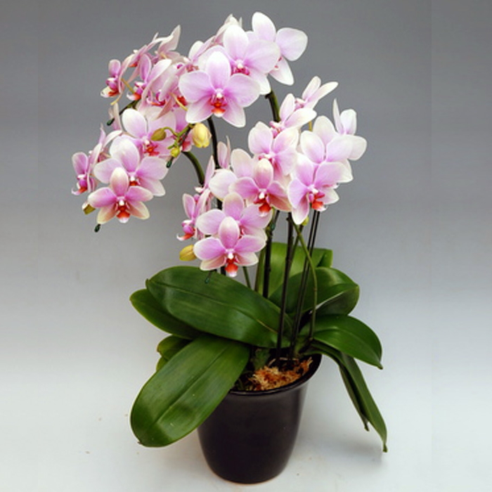 胡蝶蘭 中大輪 オボロヅキ 5本立ち ダブルラッピング仕立て