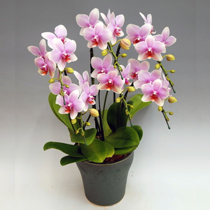 胡蝶蘭 中大輪 オボロヅキ 6本立ち ダブルラッピング仕立て