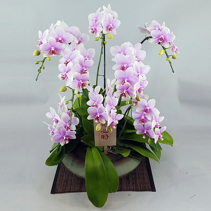 胡蝶蘭 中大輪 オボロヅキ 多本立ち 7本立ち以上 まどか 大 和鉢仕立て
