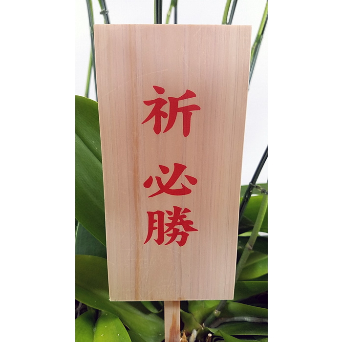 胡蝶蘭 中大輪 オボロヅキ 多本立ち 7本立ち以上 まどか 大 和鉢仕立て