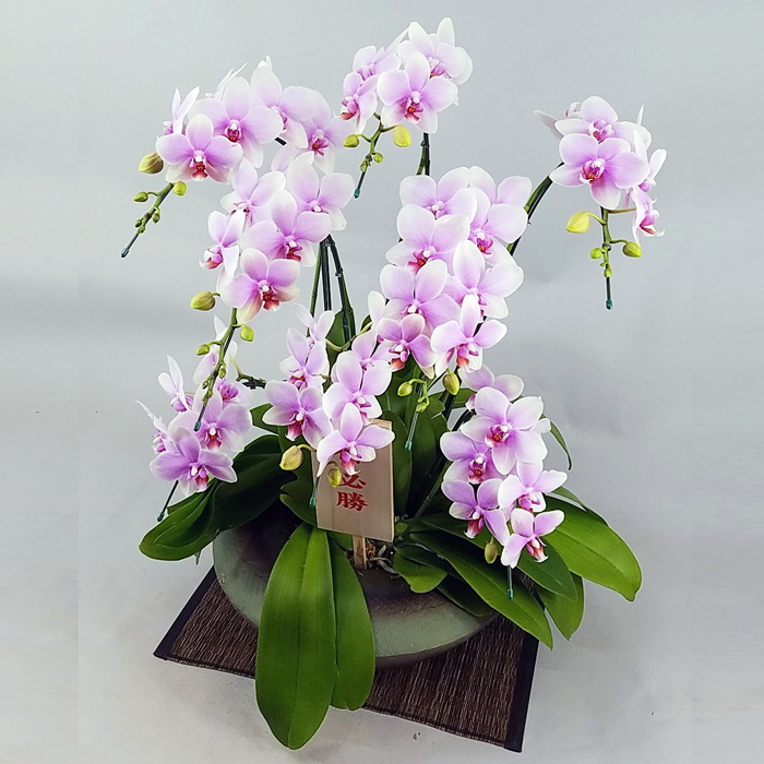 胡蝶蘭 中大輪 オボロヅキ 多本立ち 7本立ち以上 まどか 大 和鉢仕立て