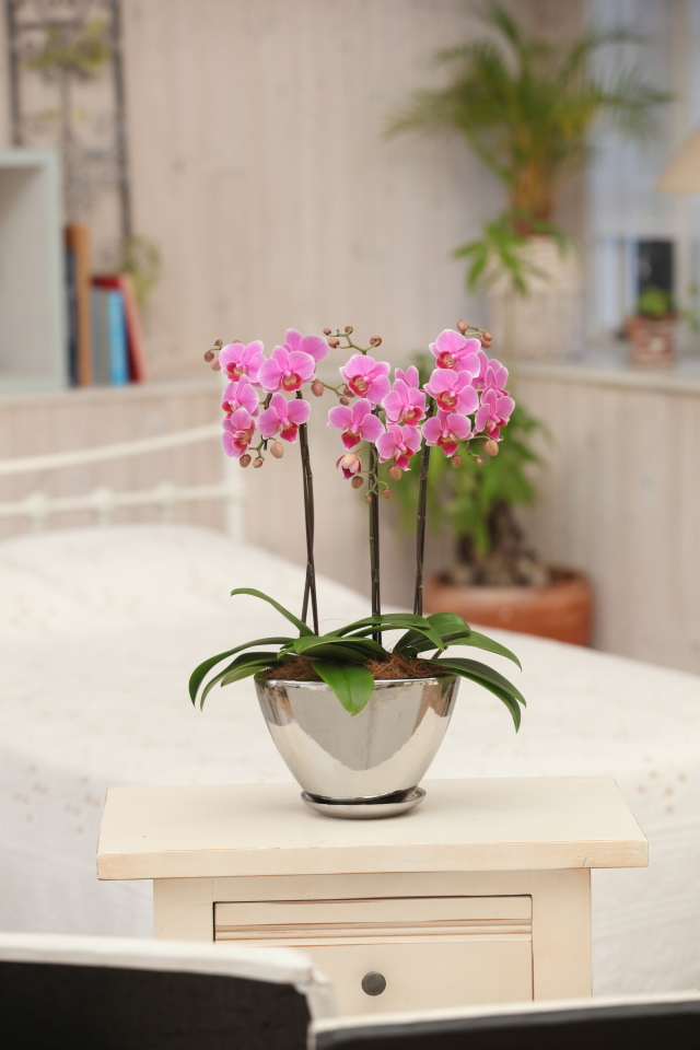 ピンク胡蝶蘭アートフラワー 造花鉢花 高さ70cm 鉢25cm 造花 胡蝶蘭
