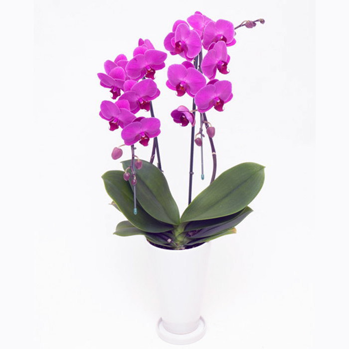 ミディ 胡蝶蘭 サンクスポット ルビースター 2本立ち