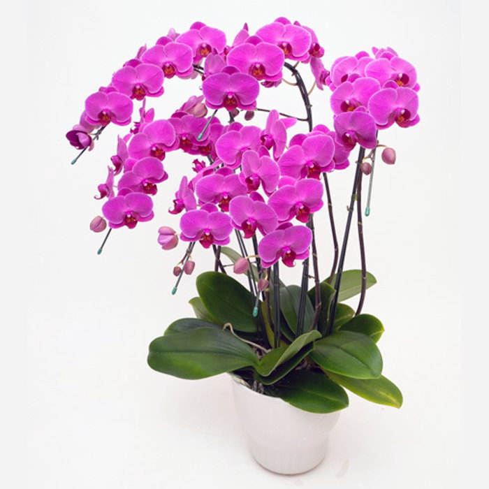 ミディ 胡蝶蘭 6本立ち ルビースター ダブルラッピング仕立て 森田洋蘭園