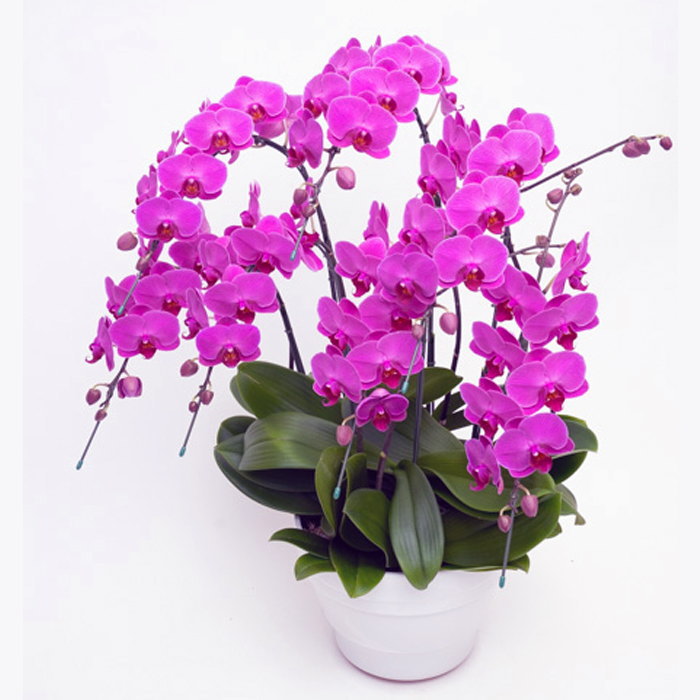 ミディ 胡蝶蘭 7本立ち ルビースター ダブルラッピング仕立て 森田洋蘭園