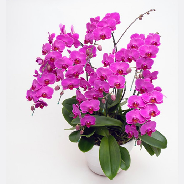 ミディ 胡蝶蘭 8本立ち ルビースター ダブルラッピング仕立て 森田洋蘭園