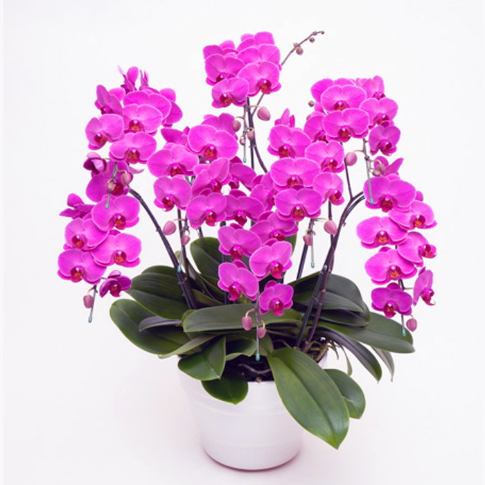 ミディ 胡蝶蘭 8本立ち ルビースター ダブルラッピング仕立て 森田洋蘭園