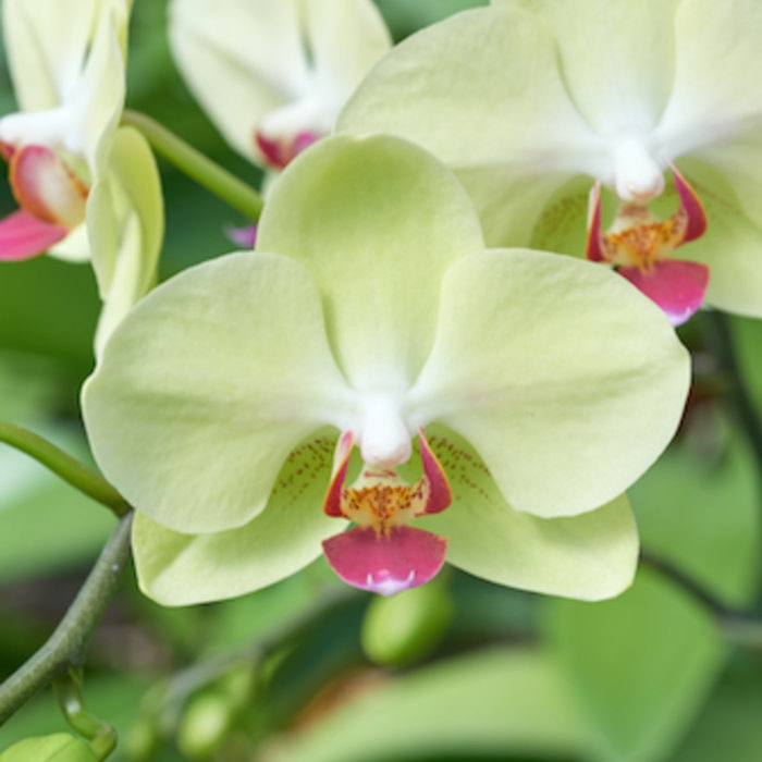 胡蝶蘭 3本立ち ザルツマン 黄色 イエローグリーン色  森田洋蘭園