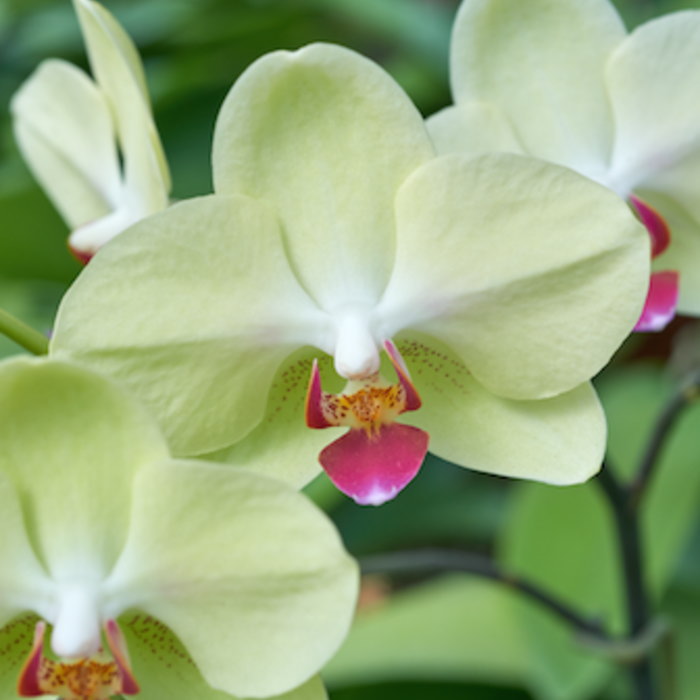 ミディ 胡蝶蘭 6本立ち ザルツマン 黄色 イエローグリーン色 ダブルラッピング仕立て 森田洋蘭園