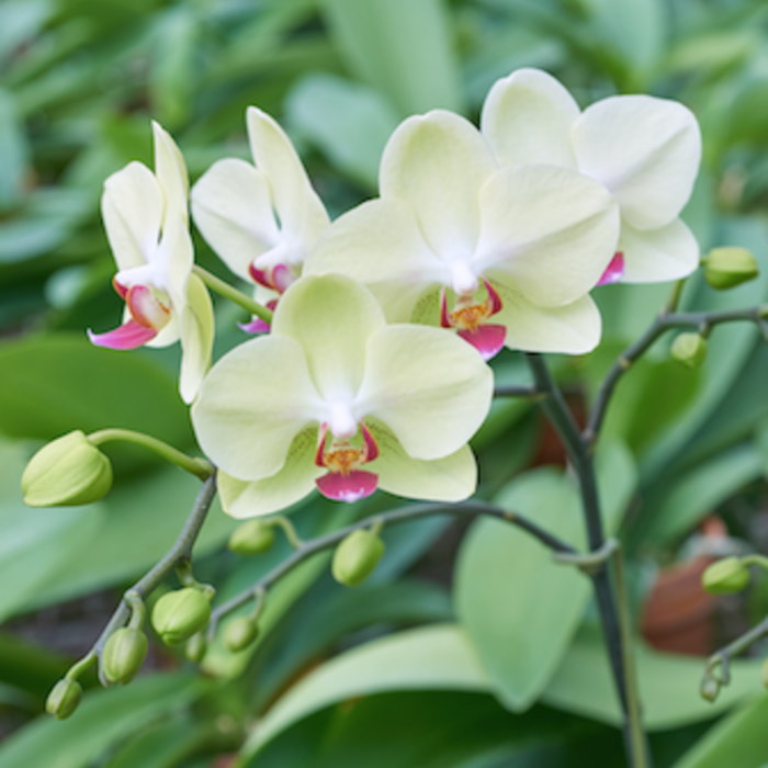 ミディ 胡蝶蘭 6本立ち ザルツマン 黄色 イエローグリーン色 ダブルラッピング仕立て 森田洋蘭園