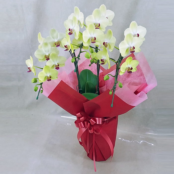 胡蝶蘭 3本立ち ザルツマン 黄色 イエローグリーン色  森田洋蘭園