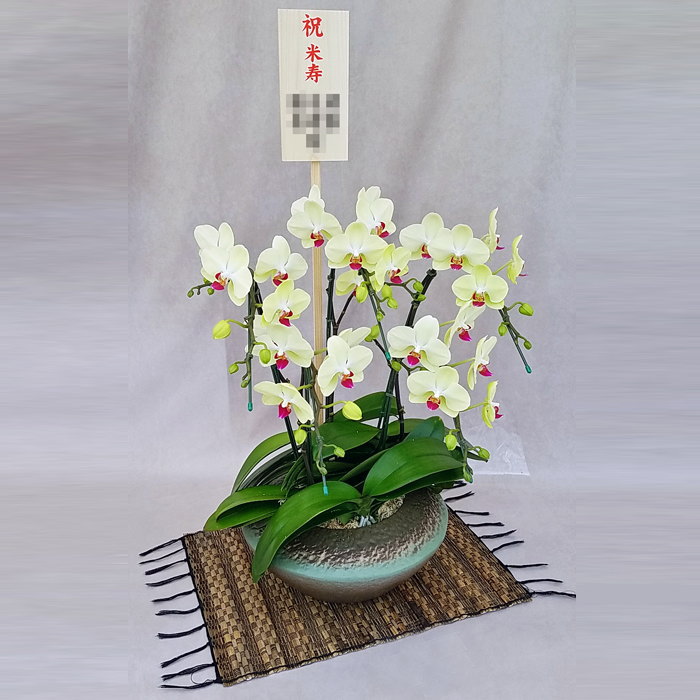 ミディ 胡蝶蘭 5本立ち ザルツマン 和鉢 まどか  黄色 イエローグリーン色  森田洋蘭園