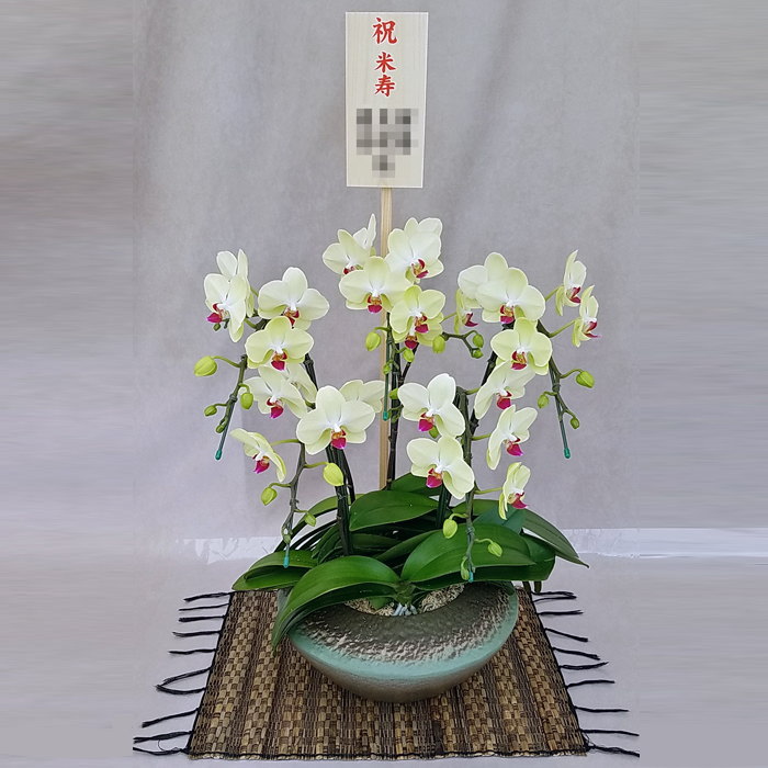 ミディ 胡蝶蘭 5本立ち ザルツマン 和鉢 まどか  黄色 イエローグリーン色  森田洋蘭園