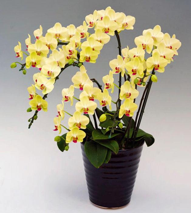 ミディ 胡蝶蘭 6本立ち ザルツマン 黄色 イエローグリーン色 ダブルラッピング仕立て 森田洋蘭園