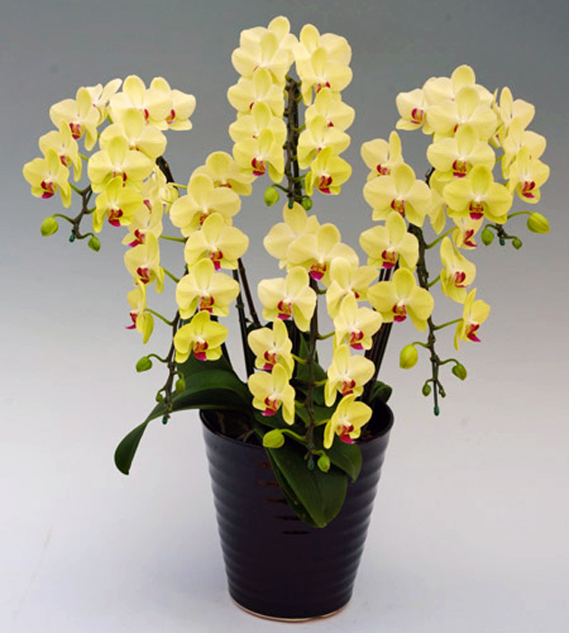 ミディ 胡蝶蘭 6本立ち ザルツマン 黄色 イエローグリーン色 ダブルラッピング仕立て 森田洋蘭園