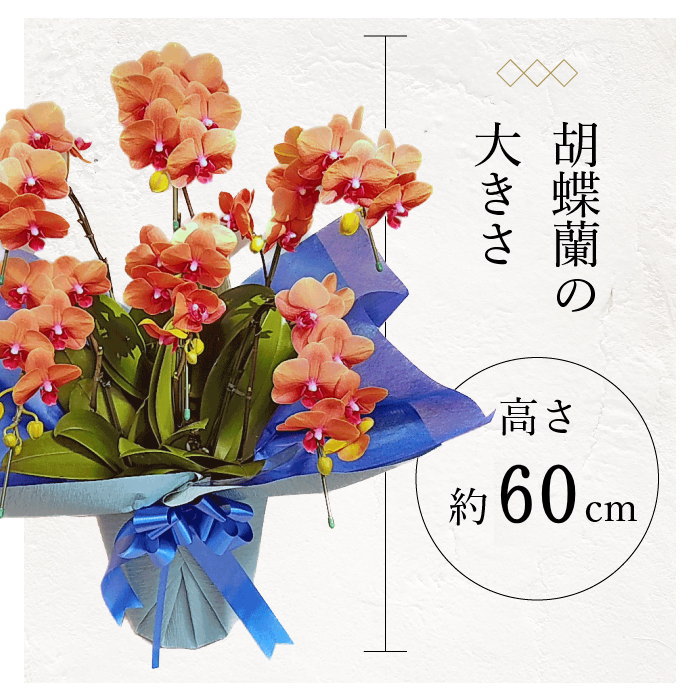 胡蝶蘭 高さ 寸法 サイズ