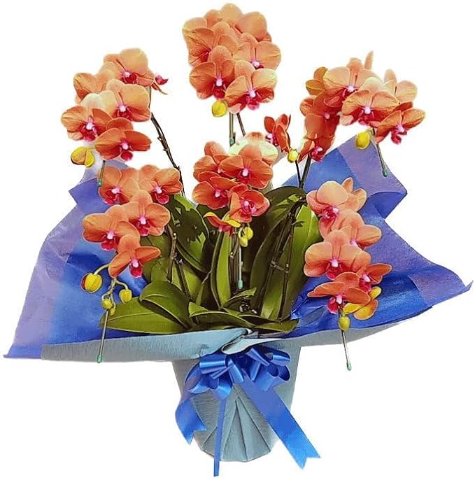 森田洋蘭園の小輪系胡蝶蘭 サーフソング 3本立ち 二重ラッピング仕立て オレンジ色
