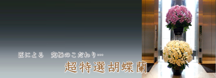 大輪形胡蝶蘭　超特選